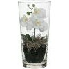 Giftbox Phalaenopsis in vaas wit