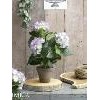Hortensia in pot Ø35x40 cm paars