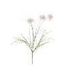 Dried-look allium 60cm roze