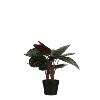 Calathea roseopicta 60 cm in plastic pot groen