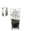 Giftbox Phalaenopsis in vaas wit