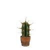 Cactus in pot Ø8x21,5 cm groen