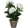 Hortensia in pot Ø35x40 cm wit