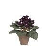 SaintPaulia in pot Ø23x20 cm paars